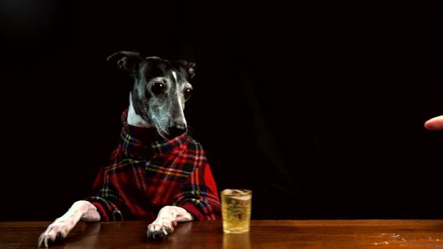 This slow motion video shows an italian grey hound dog in plaid shirt catching a sliding beer at bar.
