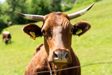 Closeup portrait of a red. brown cow looking at camera, at eco organic farm