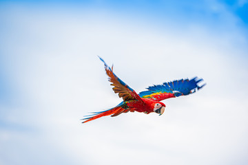 Parrots in the sky