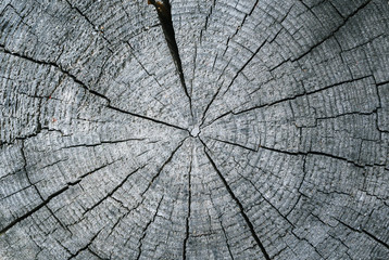 Radial cut of an old dry grey log with annual rings closup. Wood texture.