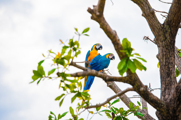 Parrots in the sky