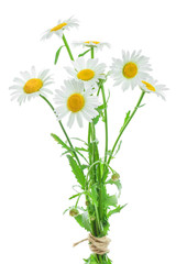 one chamomile or daisies with leaves isolated on white background