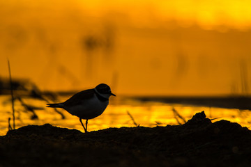 Little ringed plover (Charadrius dubius). Silhouette of a bird on the background of water at sunrise. Polesie. Ukraine