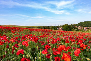 field of Poppies