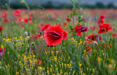 poppy flowers grow on poppy field