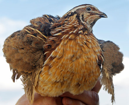 man holds a quail in his hand against the blue sk