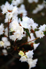 white flowers on tree background
