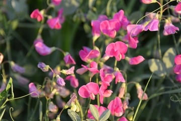 pink flowers 