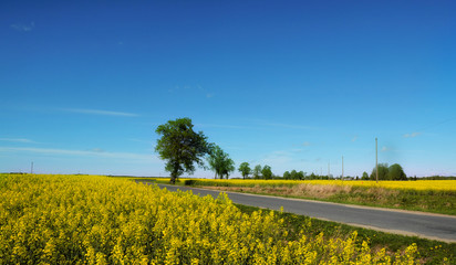 Obraz premium Country road