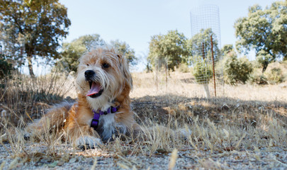 a blond dog in the field