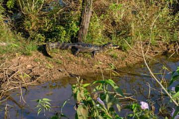 Jacaré animal carnívoro e selvagem vivendo na natureza