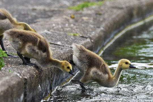 canada goose goslings jumping into lake 