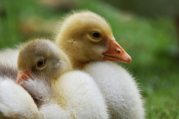 domestic goose sleeping on grass