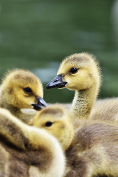 family of canada goose goslings