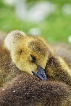 canada goose gosling sleeping
