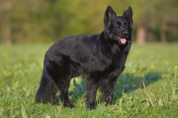 Long-haired shiny black German Shepherd dog staying outdoors on a green grass in sunny weather
