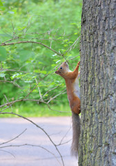 Squirrel in the natural environment.