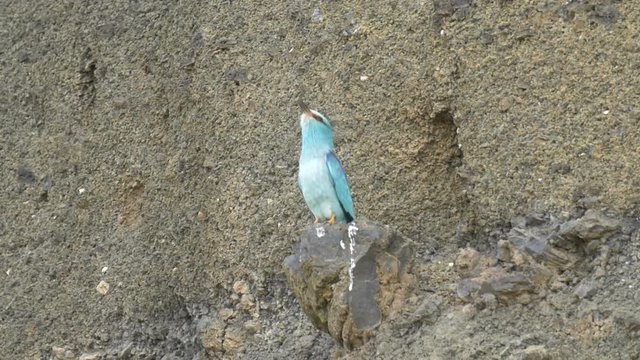 Roler Bird on a rock, Golan, Israel