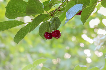 Sweet red berries, cherry on the branch of a fruit tree, abstract background. Selective focus, place for text.