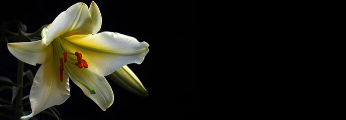 The concept of mourning. White lily flower on a dark background. We remember, we mourn. Selective focus, close-up, side view, copy space. Banner - obrazy, fototapety, plakaty
