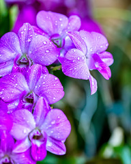 Dendrobium lilac orchid, bouquet of orchid flowers Dendrobium lilac with water droplets in petals in the garden
