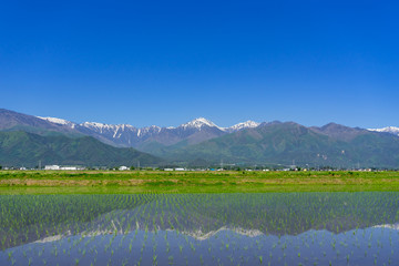 信州安曇野　田植え後の水田と北アルプス