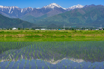 信州安曇野　田植え後の水田と北アルプス