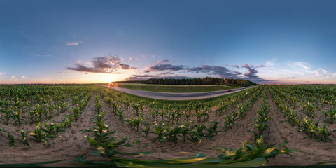 Plakat full seamless spherical hdri panorama 360 degrees angle view near asphalt road among cornfield in summer evening sunset in equirectangular projection, ready VR AR virtual reality content