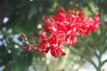 Red orchids in the garden. Rnps.Lena Rowold hybrid orchid, Selective focus