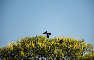Marrecos selvagens desfrutam da natureza com liberdade