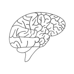 Sketch Ink Human Brain, hand drawn ,Anatomical illustration. Vector