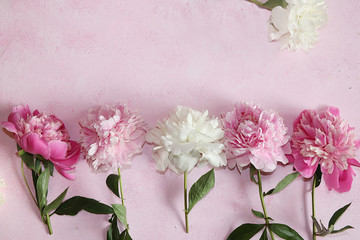 Peonies on a pink background, top view, selective focus.