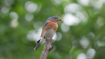 He Brings Home the Big Catch