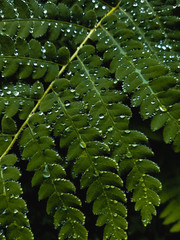 green leaf with water drops
