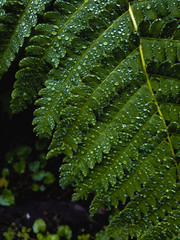 Water drops on large green leaf
