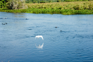 Garça branca desfruta natureza com lago e peixes