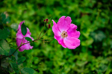 Fototapeta na wymiar Bright pink flower of a shining rose, latin: rosa nitida