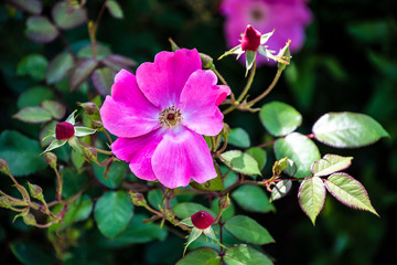 Obraz premium Bright pink flower of a shining rose, latin: rosa nitida
