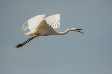 Great egret (Ardea alba). Isolated silhouette of a flying bird against the blue sky. Polesie. Ukraine