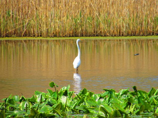 Egret in Lake