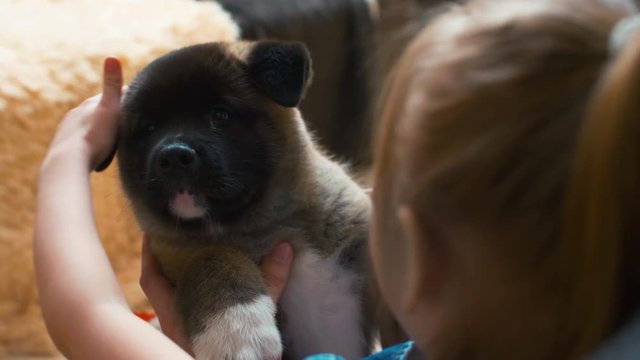 Over-the-shoulder shot of American Akita puppy staying near owners face to face while child stroking him