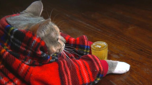 This video shows a drunk cat in a red plaid shirt chugging a beer at a wood table and making a mess, spilling everywhere. 