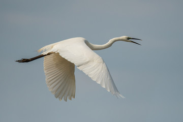 Obraz premium Great egret (Ardea alba). Isolated silhouette of a flying bird against the blue sky. Polesie. Ukraine