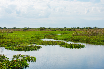 Vista de natureza desenhada com água no verde 