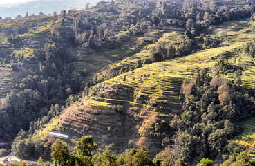Agriculture fields, terraces, near Kakani in Nepal
