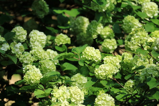 西洋紫陽花 Images Browse 265 Stock Photos Vectors And Video Adobe Stock