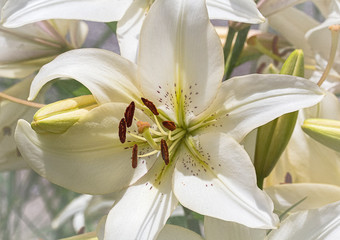 A beautiful Madonna Lily in full bloom. 