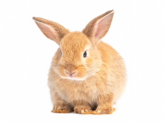 Red-brown cute baby rabbit isolated on white background. Lovely young brown rabbit step.