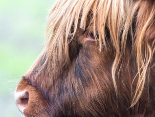 A close up photo of a Highland Cow