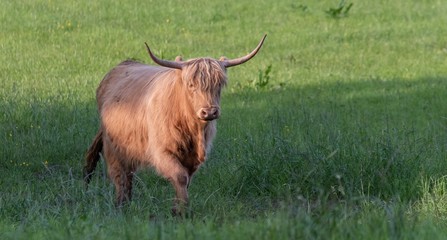 A close up photo of a Highland Cow